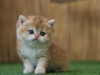 Safkan British Shorthair Golden NY12