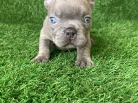 French bulldog güzellikler yeni yuvasını arıyor