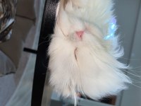 Scottish fold longhair orijinal şecereli