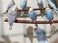 Ele alıştırmalık konuşturmalık muhabbet kuşlar mevcuttur