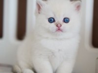 Masum Bakışlı Minik Silver British Shorthair 