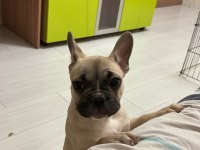 3 aylık French Bulldog