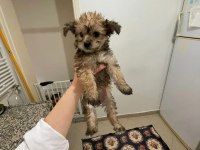Morkie terrier yavrular