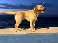 LABRADOR RETRİEVER ÜCRETSİZ SAHİPLENDİRİLECEK