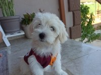 Boy Kg Garantili Maltese Yavru