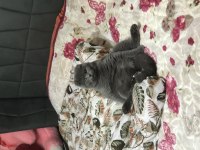 %100 saf kan scottish fold