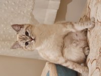 British shorthair kızım