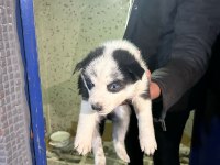 Mavi gözlü sibirya kurdu
