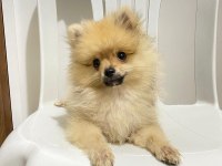 2 Aylık Pomeranian Boo