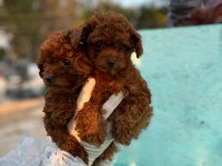 2 ve 9 aylık dişi red brown toy poodle yavrular