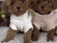 Toy Poodle Köpeği
