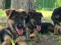 Safkan şecereli alman çoban köpeği yavruları