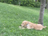 Eğitimli aşılı cipli golden retriever