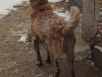 2 Yaşında Melez belçika kurdu