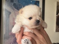 A Kalite Pomeranian Bebeklerim
