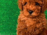 ORJİNAL EV ÜRETİMİ WC EĞİTİMLİ TOY POODLE