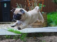 Üst Düzey Kalite Erkek Ve Dişi Pug Mops Yavrular