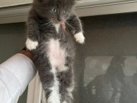 Maine coon kedi