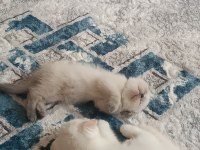 Scottish fold blue point 2 aylık dişi
