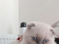 Oyuncu scottish fold 2.5 aylık