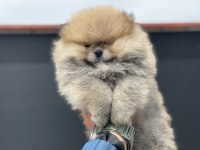 Petmode köpek çiftliğinde ziyarete açık pomeranian