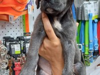Cane corso blue köpeğimiz