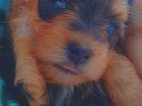 Yorkshire terrier yavrularımıza yuva arıyoruz