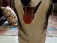 Husky 9 aylık pasaport aşılama tamamlandı