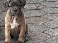 Hırslı Cane Corso Yavrular