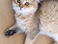 Golden British Longhair