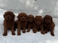 Denizli Poodle Evinden Harika Anatomide Bebeklerim