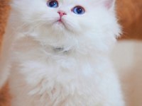 British Longhair Kedisi Beyaz