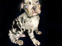 Çok iyi Kalite Erkek Marly Frennch Bulldog