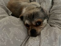 Shih Tzu Erkek Köpeğimiz