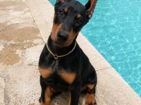 Kalite Duruşlu Aşıları Tam Estetikli Doberman Yavrular