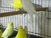 2026 özel renk özel üretim muhabbet kuşu bebekler