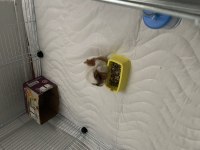 Yavru Guinea Pigimi Sahiplendiriyorum