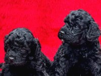 Siyah Renk Toy Poodle Efsane