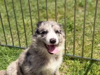 Blue Merle Border Collie Yavrular