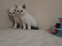 Safkan Ayıcık Erkek British Bebekler