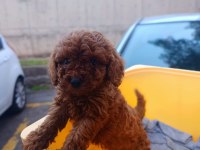 Toy poodle red brown