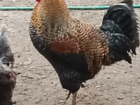 Horozlarımı ve ördeklerimi sahiplendiriyorum