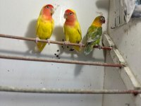 ELE KOLA ALIŞTIRMALIK CENNET VE SEVDA PAPAĞANLARI