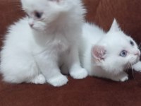 Odd eyes british shorthair