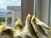 Yavru Bebek Yeni Yeme Düşen Lutino Albıno Sultanlar