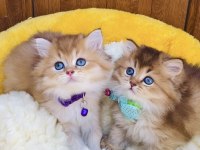 Üst düzey golden british longhair