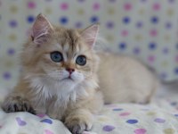 British Longhair Erkek Kediler