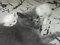 Yavru scottish fold