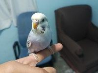 Yavru Muhabbet Kuşu