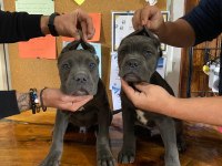 A şecereli blue cane corso Italiano